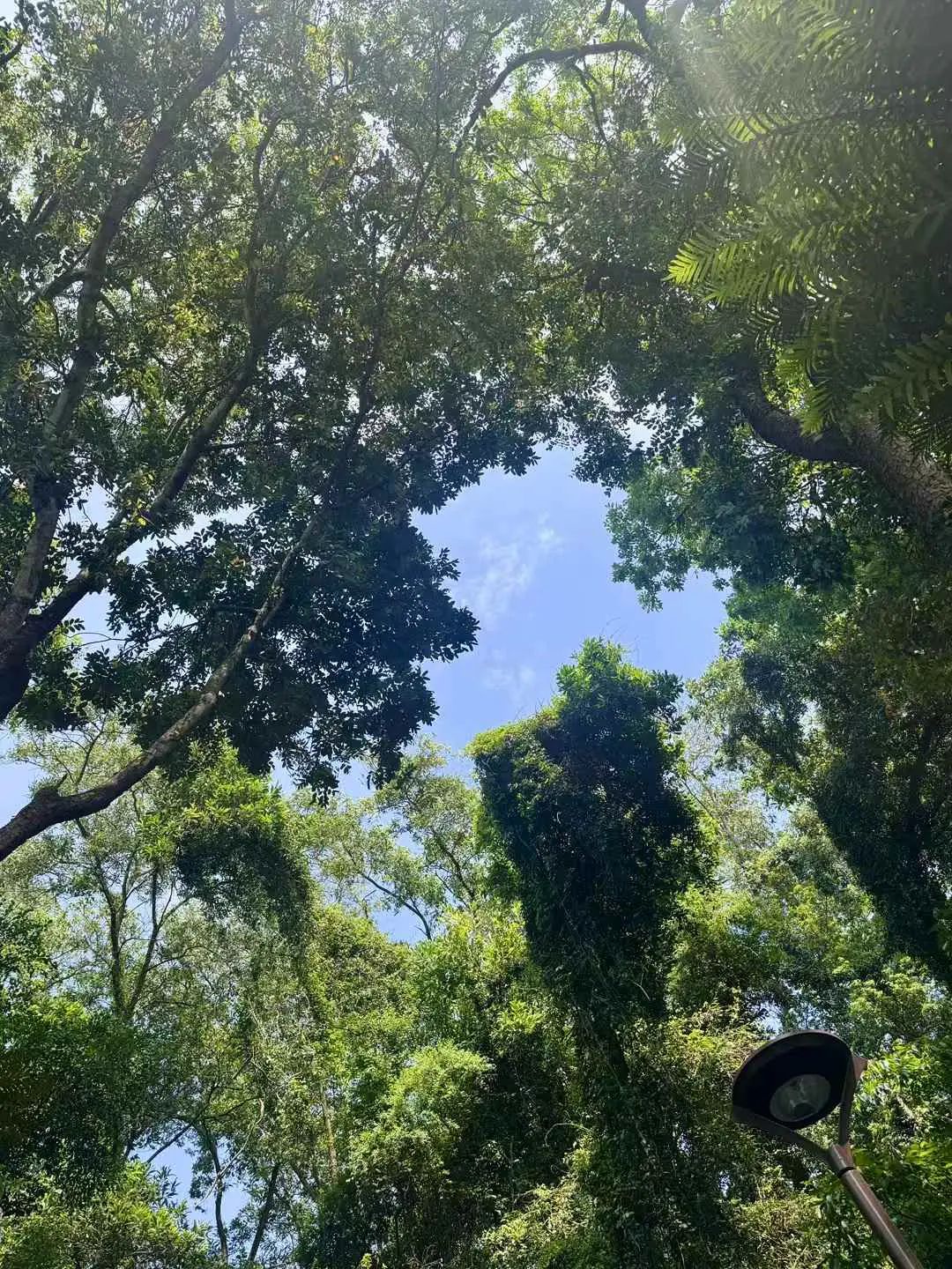 仙湖植物园的山林景色