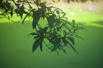 逆光下的绿色枝叶，背景是虚化的绿色草坪