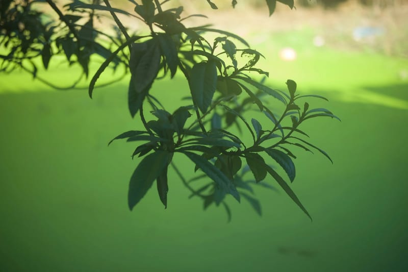 逆光下的绿色枝叶，背景是虚化的绿色草坪